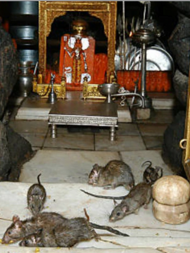 Temple of rats in India l  karni mata temple l करणी माता का मंदिर